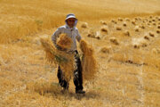 پرداخت یارانه به کشاورزان گندمکار آبی کرمانشاه در قالب کشت قراردادی
