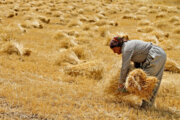 رعایت اصول زراعت دیم در شرایط خشکسالی اهمیت حیاتی دارد