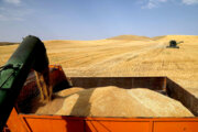 تولید گندم در ایلام به رکورد ۳۸۵ هزار تن رسید