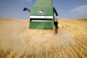 رشد ۴۵ درصدی تولید گندم در کشور/ سطح زیرکشت گندم به ۶ میلیون هکتار می‌رسد