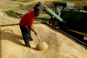 آمادگی حداکثری برای محافظت از گندم‌های خریداری شده در کشور