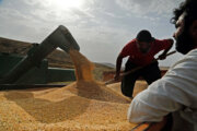 خرید تضمینی گندم از ۱.۵ میلیون تن فراتر رفت/ خوزستان پیشتاز خرید گندم