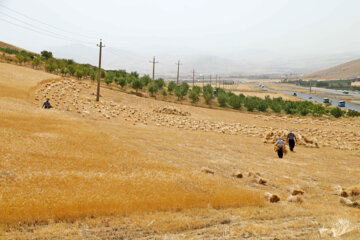 برداشت گندم در کردستان