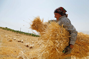 خرید تضمینی گندم در کردستان از ۹۰۰ هزار تن گذشت