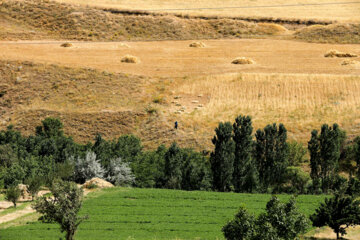 برداشت گندم در کردستان