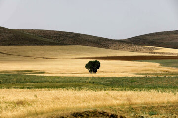 کردستان رتبه برتر اجرای طرح جهش تولید در دیمزارها را کسب کرد