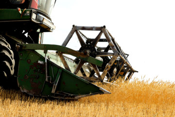 برداشت افزون بر ۱۴ هزار تن گندم از مزارع شاهرود آغاز شد