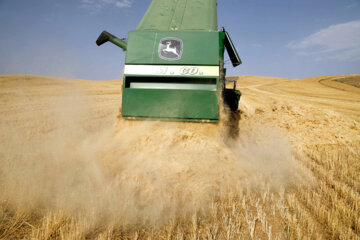خرید تضمینی گندم در استان همدان از مرز ۳۱۰ هزار تن گذشت