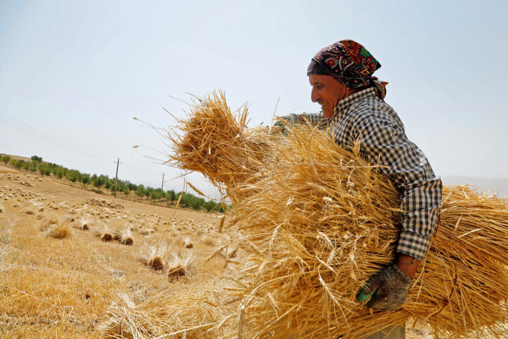 افزایش خرید تضمینی گندم در هفت شهرستان کردستان