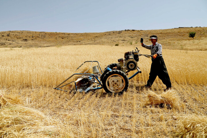 کشاورزی، محور صادرات در کردستان