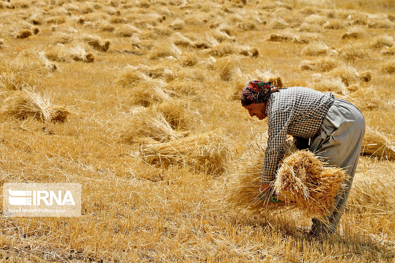 رعایت اصول زراعت دیم در شرایط خشکسالی اهمیت حیاتی دارد
