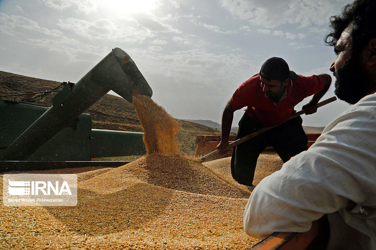 ۶۶ هزار تن گندم در آذربایجان‌شرقی خرید تضمینی شد