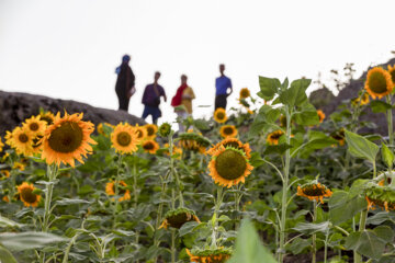 جشنواره گل آفتابگردان در روستای کندر