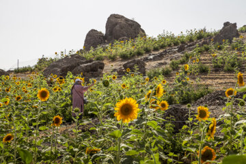 جشنواره گل آفتابگردان در روستای کندر