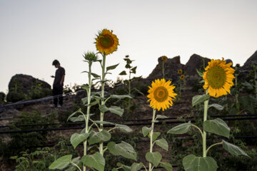 جشنواره گل آفتابگردان در روستای کندر