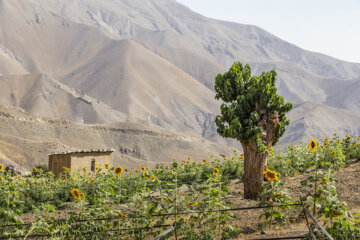 جشنواره گل آفتابگردان در روستای کندر