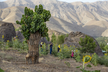 جشنواره گل آفتابگردان در روستای کندر