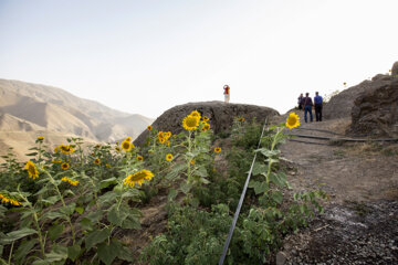 جشنواره گل آفتابگردان در روستای کندر