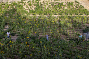 جشنواره گل آفتابگردان در روستای کندر