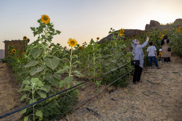 جشنواره گل آفتابگردان در روستای کندر