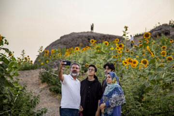 جشنواره گل آفتابگردان در روستای کندر