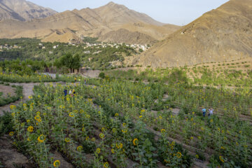 جشنواره گل آفتابگردان در روستای کندر