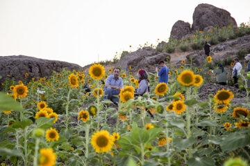 جشنواره گل آفتابگردان در روستای کندر