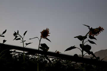 جشنواره گل آفتابگردان در روستای کندر