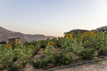 جشنواره گل آفتابگردان در روستای کندر