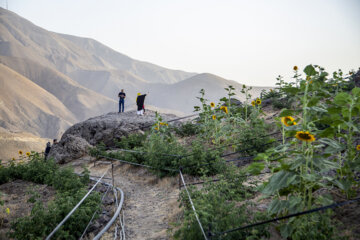 جشنواره گل آفتابگردان در روستای کندر