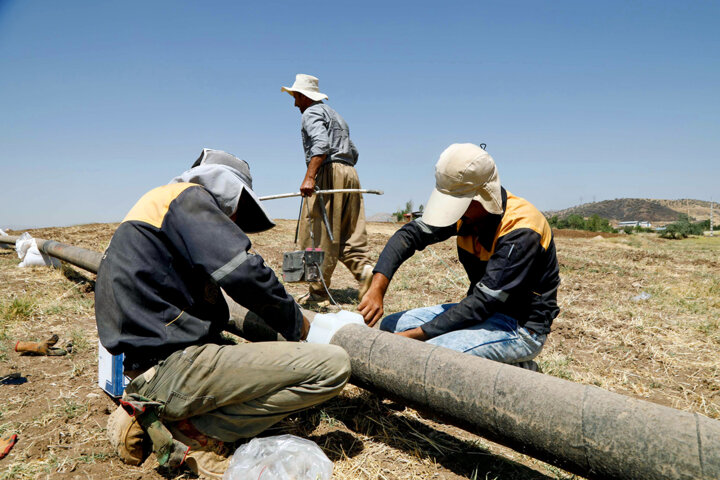 البرز در یک قدمی سبزینگی با عزم جهادی شرکت گاز + فیلم