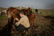 Иранские животноводы на севере страны