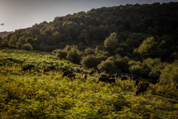 Galesh, pastores de vacas en los bosques iraníes de Hircanos