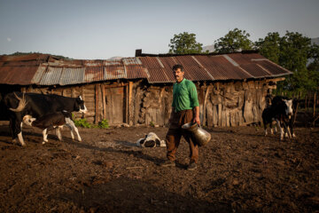 Galesh, pastores de vacas en los bosques iraníes de Hircanos