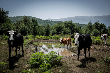 Galesh, pastores de vacas en los bosques iraníes de Hircanos