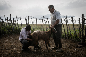 Galesh, pastores de vacas en los bosques iraníes de Hircanos