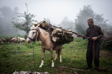 Galesh, pastores de vacas en los bosques iraníes de Hircanos