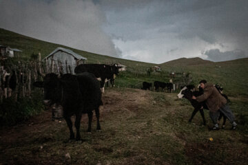 Galesh, pastores de vacas en los bosques iraníes de Hircanos