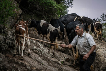 Galesh, pastores de vacas en los bosques iraníes de Hircanos