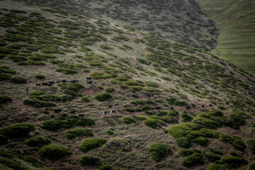 Galesh, pastores de vacas en los bosques iraníes de Hircanos