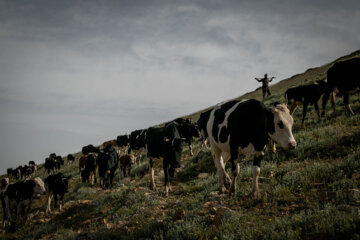 Galesh, pastores de vacas en los bosques iraníes de Hircanos