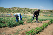 سرشماری کشاورزی مهمترین گام در تبیین وضعیت سهامدار اصلی اقتصاد آذربایجان غربی است