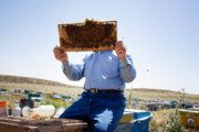 محصولات زنبور عسل از مالیات بر ارزش افزوده معاف شد