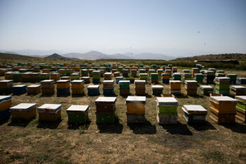 زنبوردای در روستای گرده سور