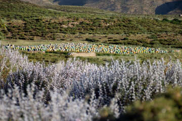 زنبوردای در روستای گرده سور