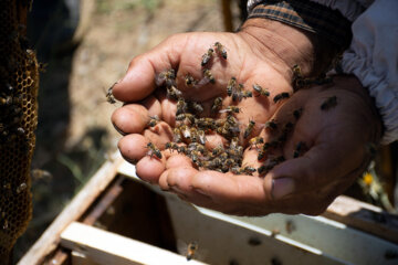 زنبوردای در روستای گرده سور