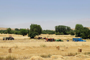 برداشت جو از مزارع اردبیل