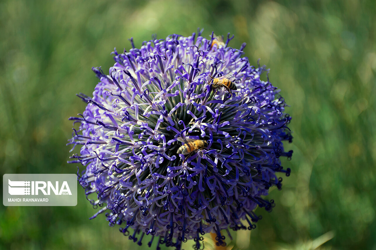 زهر زنبور عسل درون نانوذرات، عملکردی مانند آنتی‌بیوتیک دارد