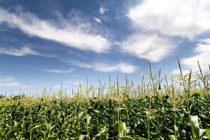 مقاومت کشاورزی قم در برابر خشکسالی با تغییر الگوی کشت