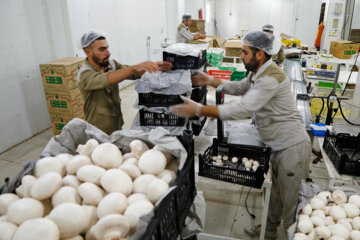 صادرات ۲.۱میلیون دلاری قارچ در نیمه نخست امسال/ ایران رتبه هفتم تولید قارچ در جهان را دارد